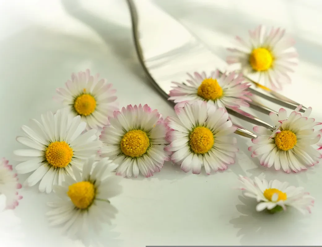 Essbare Blüten_Gänseblümchen