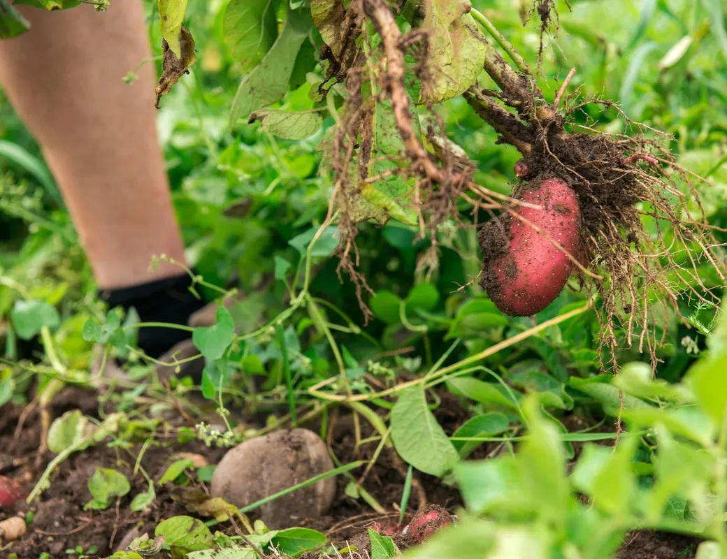 Rote Kartoffel frisch geerntet