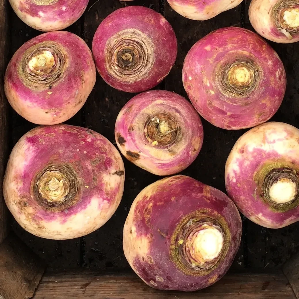 Steckrübe