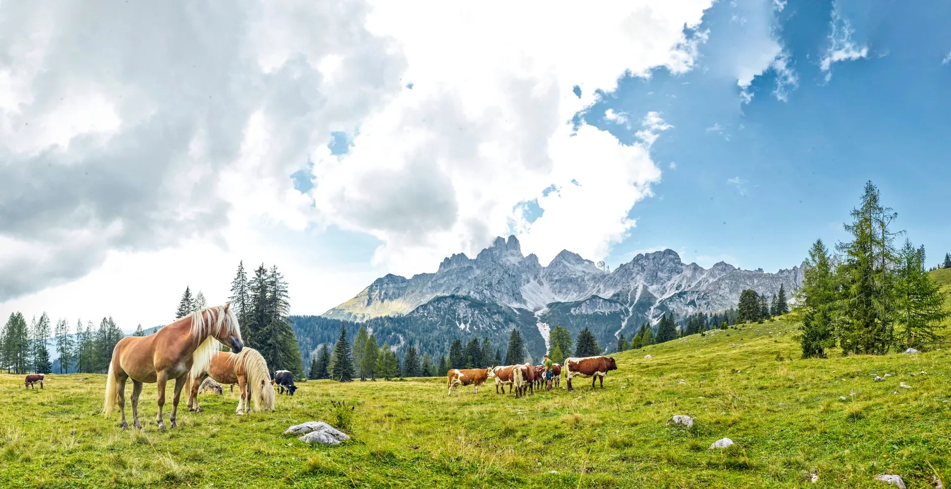 Rinder auf der Almweide