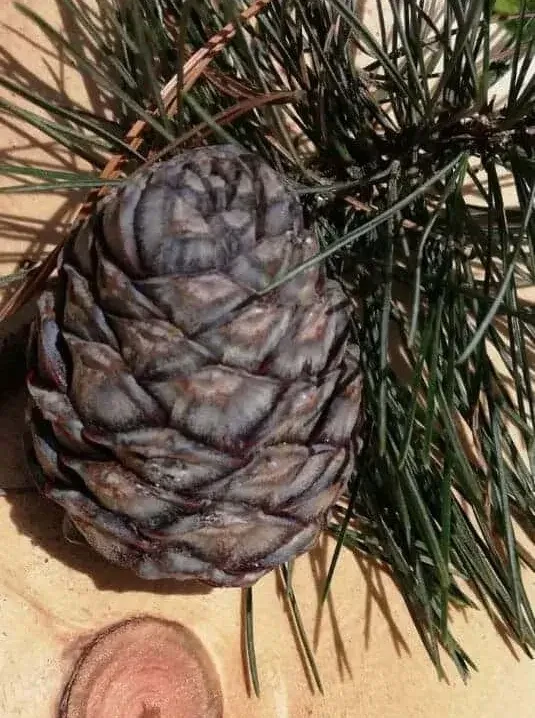 Zirbensaft
