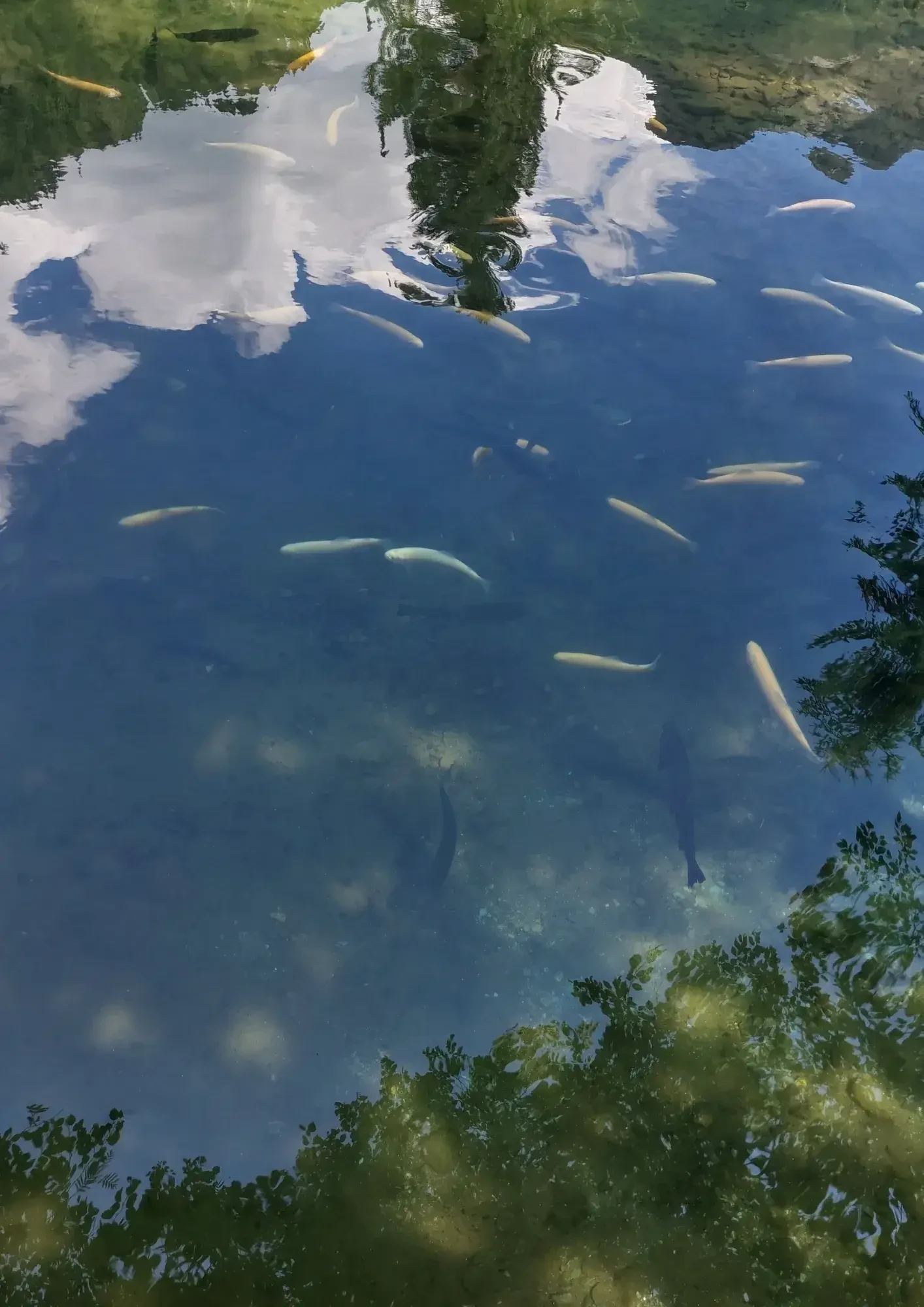 Arla Fisch Fischteich