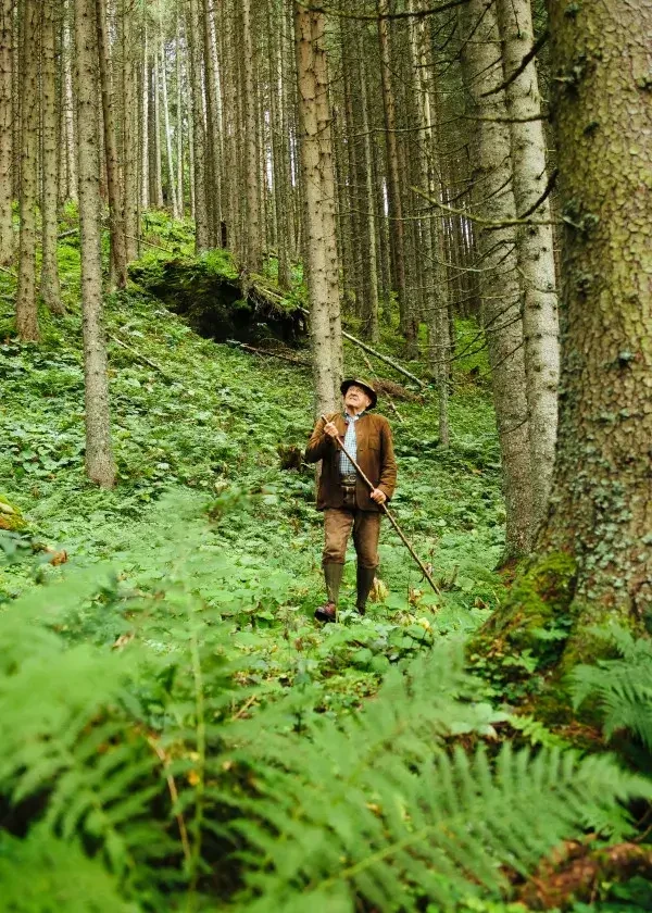 Unterwegs im Wald